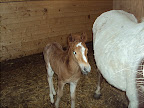 Sputnik april 2011