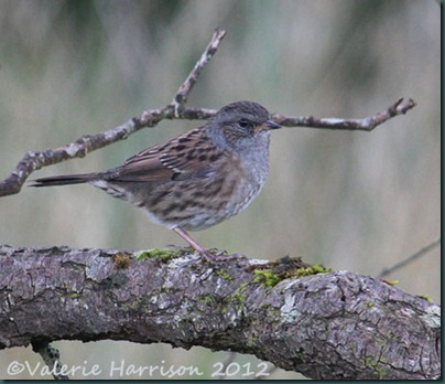 43-dunnock