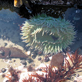 Fitzgerald Tide pools