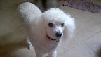 MOTITA adoptada en 2009 y mas consentida que nunca muchas gracias a su hermosa familia ¡¡!!