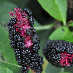I don't know what these are. They sort of look like blackberries DSC_6644.jpg
