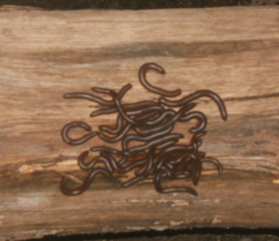 [signalknobworms3.jpg]