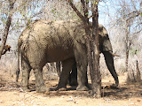 Another giant elephant. South Africa - 439.jpg