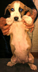 IKER macho de 2 meses en busca de hogar ¡¡