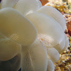 Shrimp (Banga Island)