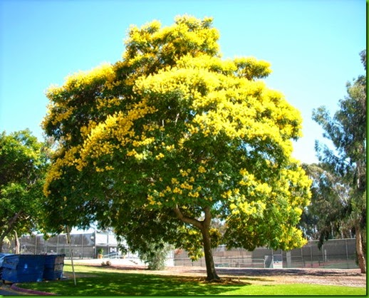 Peltophorum pterocarpum Peltophorum pterocarpum