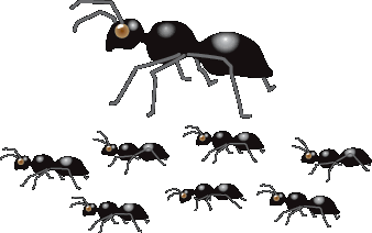 [ants%255B3%255D.gif]