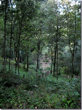 Bosco Ragnaia 030
