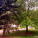 Green Bristol