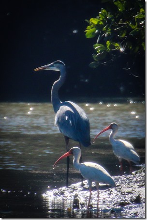 IMG_3425 Great Blue Heron with White Ibis
