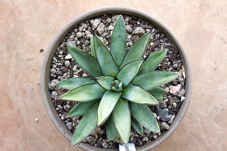 [120918_Agave-Royal-Spine_02%255B8%255D.jpg]