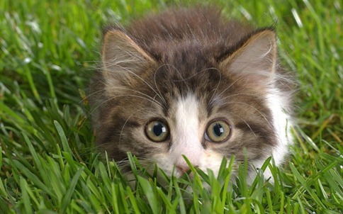 Cute-Kitten-kittens-16096139-1280-800