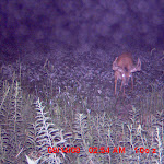 my farm nichols 010.JPG