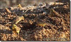 januar_2012_01