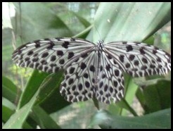 Malaysia, Kuala Lumpur, Butterfly Park, 18 September 2012 (4)