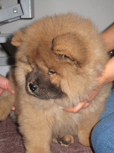Ladies, please be gentle with my paws!