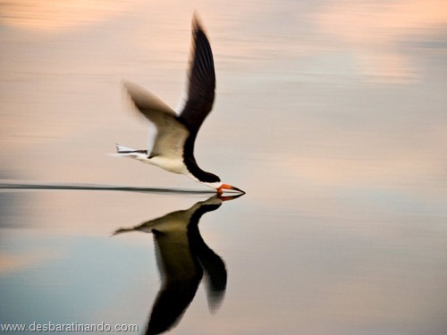 animais national geographic desbaratinando  (10)