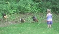 2012 Memorial Day Bella with her chickens and ball7