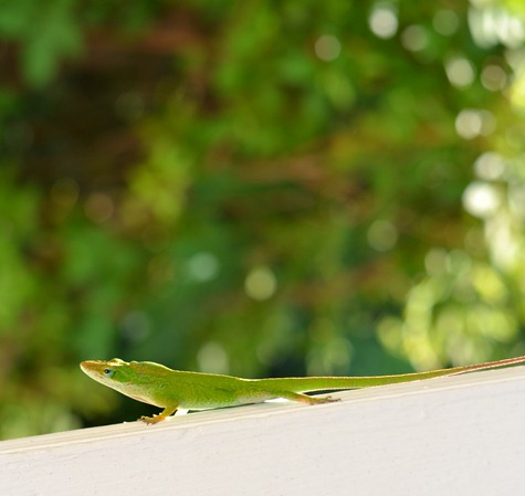 DSC_0232 DSC_0232