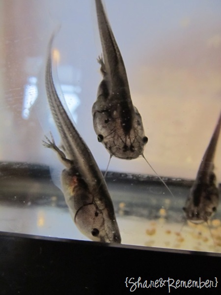 [tadpoles%255B3%255D.jpg]
