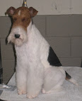 Wire Fox Terrier