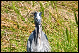 08c - Great Blue Heron