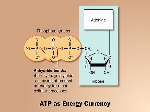 [ATP%2520as%2520energy%2520currency%255B2%255D.jpg]