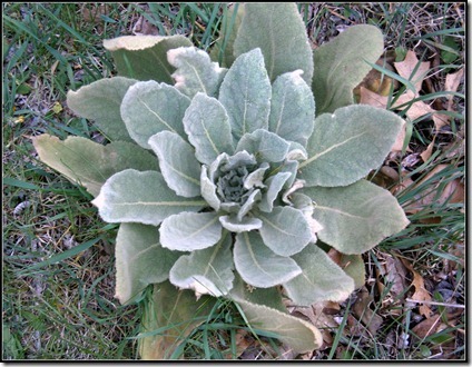 Mullein-great or common_thumb[1]_thumb