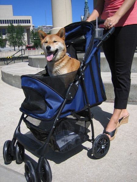 [Taking%2520the%2520dog%2520for%2520a%2520stroll%255B5%255D.jpg]