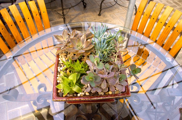 [Photo20for20Terrarium20article20in20.jpg]