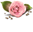 [67x64rose-topTR_thumb%255B2%255D.gif]