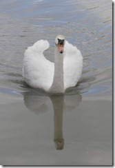 Swan1