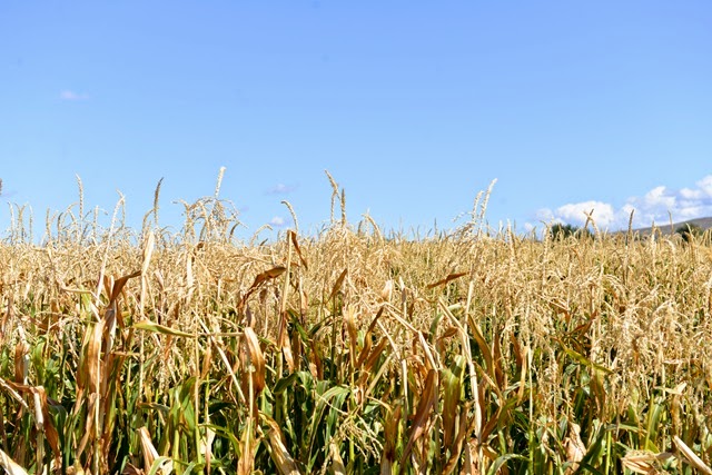 [DSC_7783%255B4%255D.jpg]