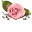 [64x65-rose-top-TR%255B2%255D.gif]