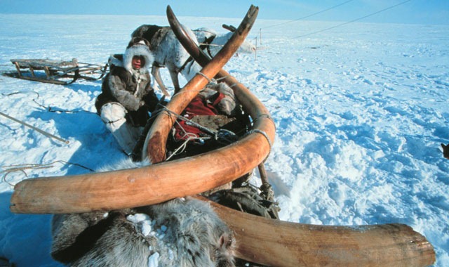[Woolly%2520mammoth%2520tusks%2520dug%2520up%2520from%2520Siberian%2520permafrost%2520in%25201999%255B4%255D.jpg]