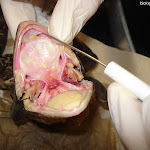 dissect21.jpg