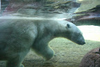 Polar bear, San Diego Zoo