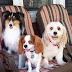 Corn Hill Pets