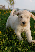 Adorable Gold Sky Breeding Stud