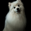 Pets_0610-27-Edit.jpg