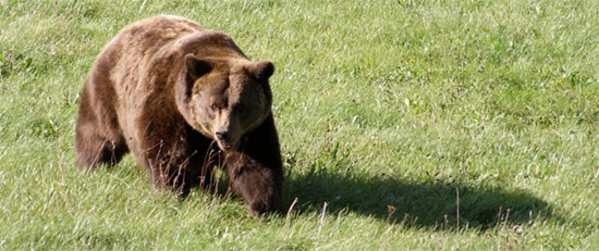 El proyecto Frutos para el oso