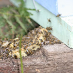 IMG_3419.JPG