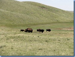 1266 Alberta - Waterton Lakes National Park - Bison Paddock Loop - Bison