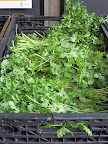 An abundance of cilantro: Guacamole, anyone?