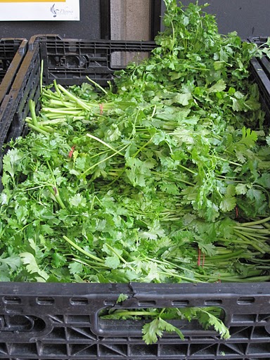 An abundance of cilantro: Guacamole, anyone?