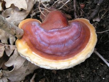 Que es la Ganoderma Que es la Ganoderma