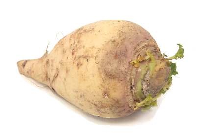 [rutabaga5%255B2%255D.jpg]