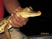 Muyuna Lodge - Caimen (Amazon alligator)
