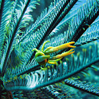 Squat lobster (Cabilao)