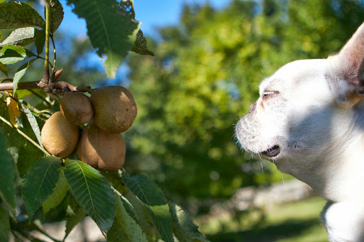 Francesca, it looks like the horse chestnuts are nearly ripe. You may recall how beautiful the red flowers of this tree are in the spring. Francesca, it looks like the horse chestnuts are nearly ripe. You may recall how beautiful the red flowers of this tree are in the spring.